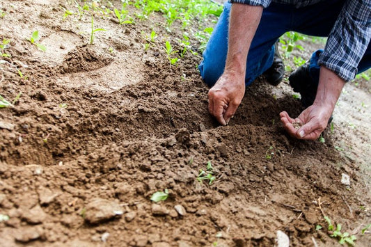 Ce plante se seamana in aprilie si cum sa le protejezi de frigul de primavara