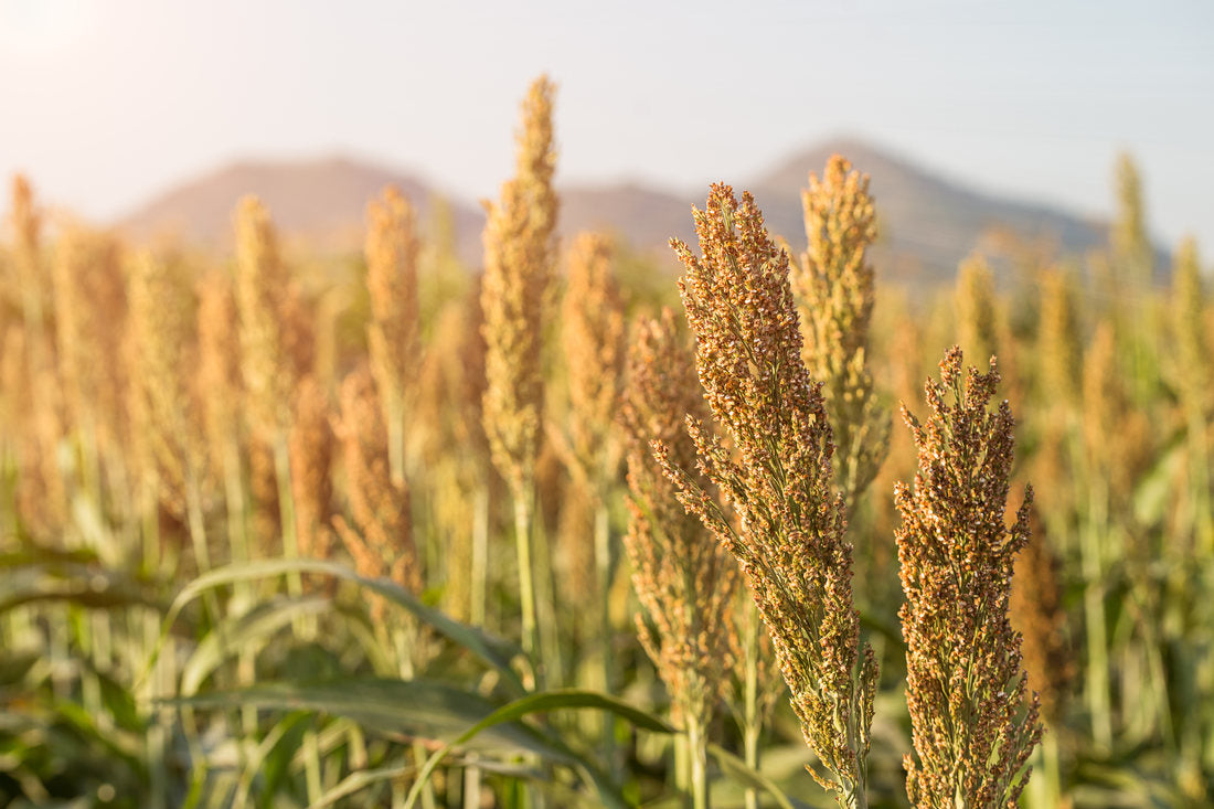 Cultivarea meiului si beneficiile acestei cereale