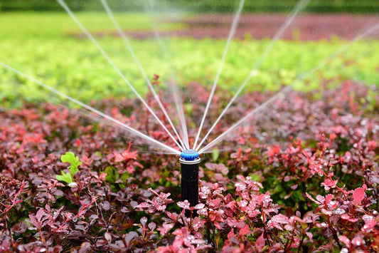 Activitati din gradina in luna iunie