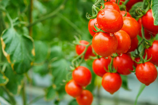 Patarea cafenie a tomatelor - Cladosporium fulvum (Fulvia fulva)