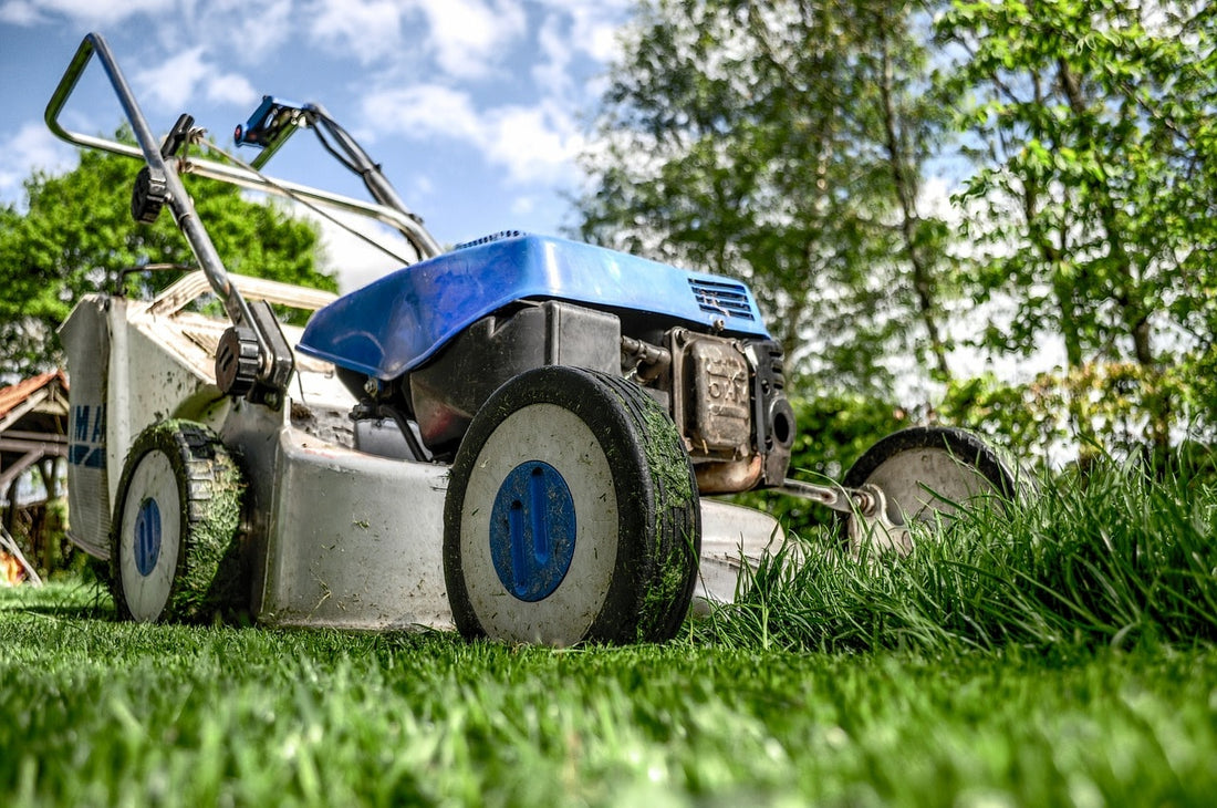 5 greseli pe care sa le eviti in plantarea gazonului