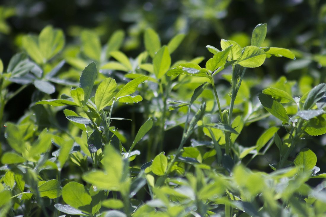 Proprietatile valoroase ale lucernei si cum se cultiva
