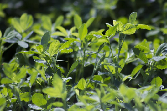 Proprietatile valoroase ale lucernei si cum se cultiva