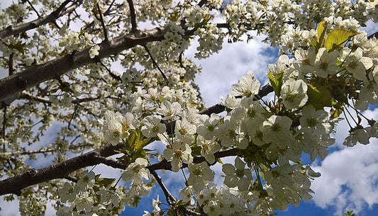 Lucrari de intretinere a pomilor fructiferi in luna aprilie