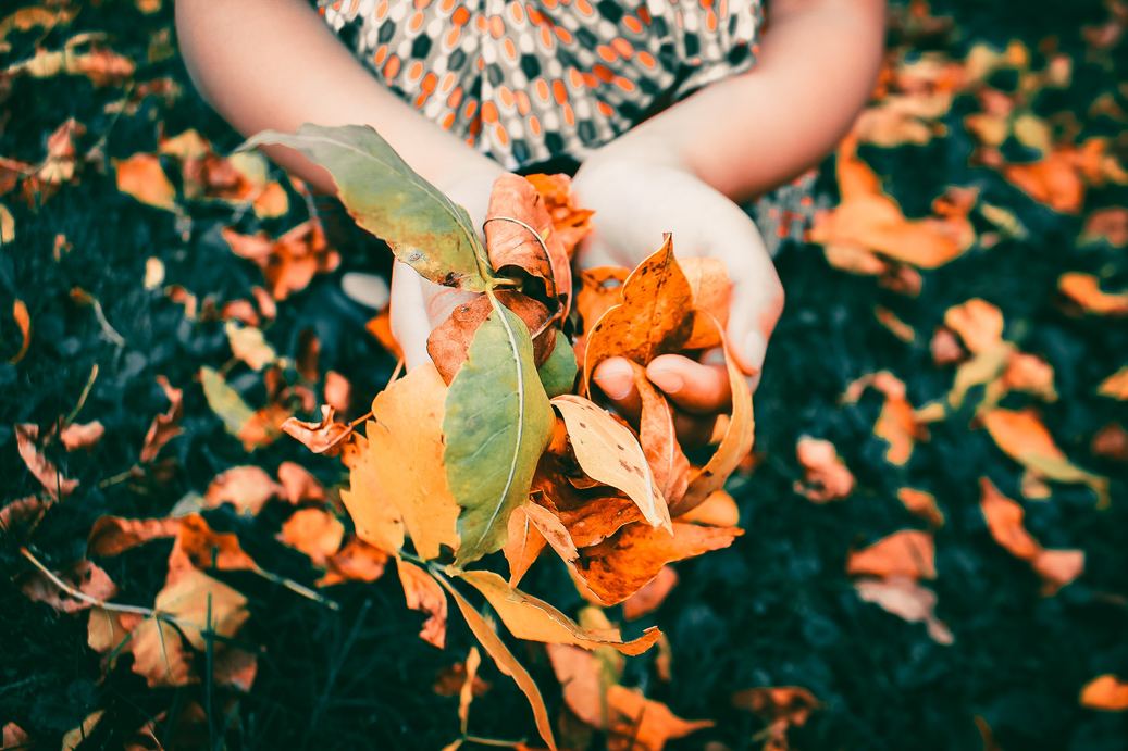 Cum intampini toamna in gradina ta. Activitati in gradina in luna septembrie