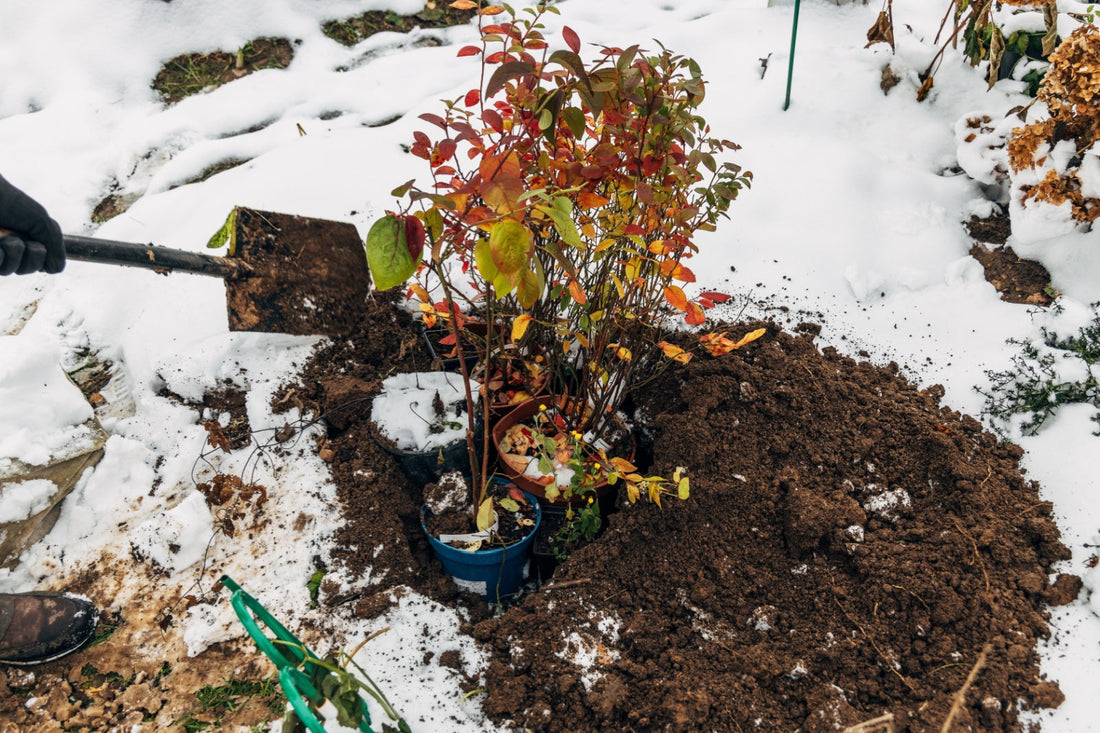 Protejarea plantelor de îngheț în sezonul rece – Ghid complet pentru grădinari
