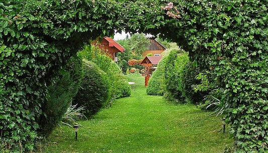 Plantarea arborilor si arbustilor ornamentali in gradina