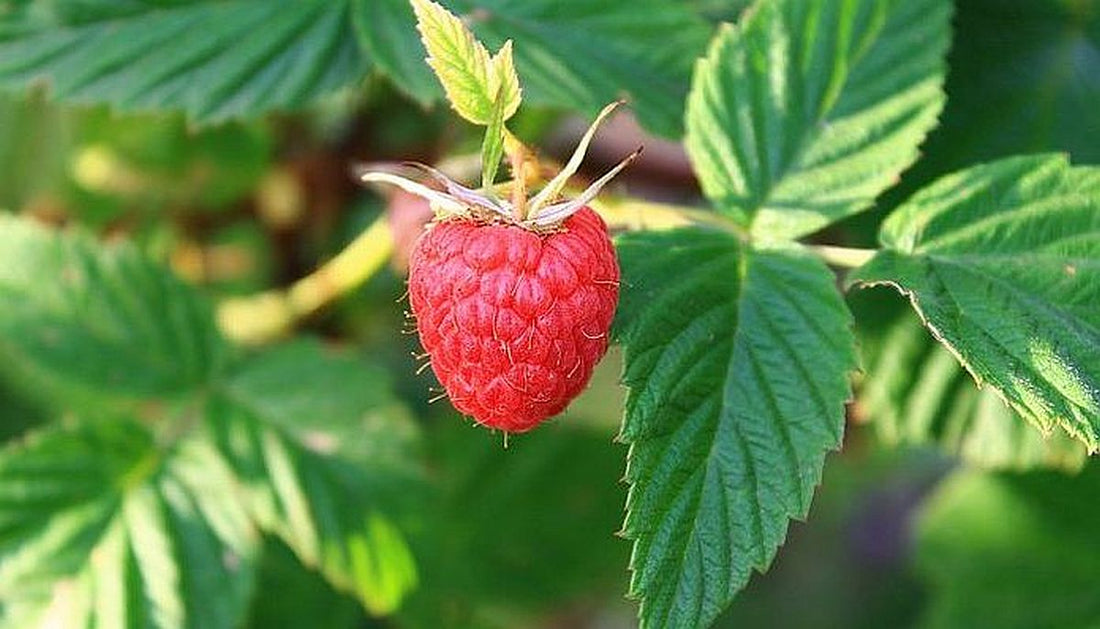 Plantarea arbustilor fructiferi
