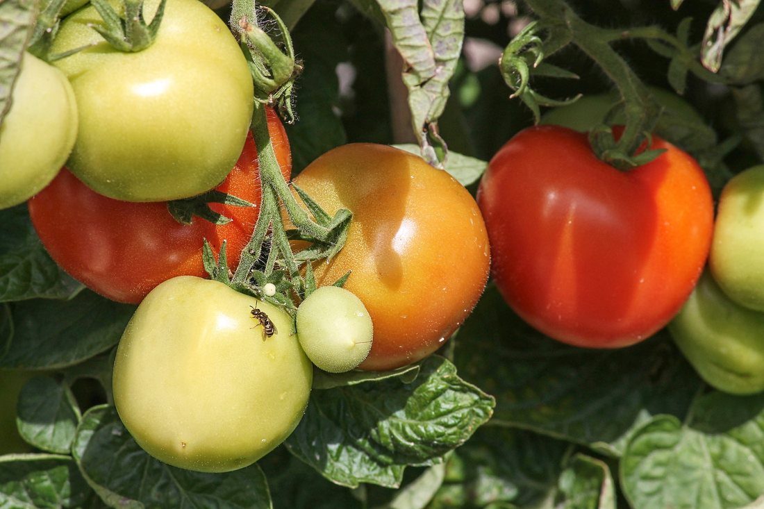 Principalii daunatori ai culturii de tomate