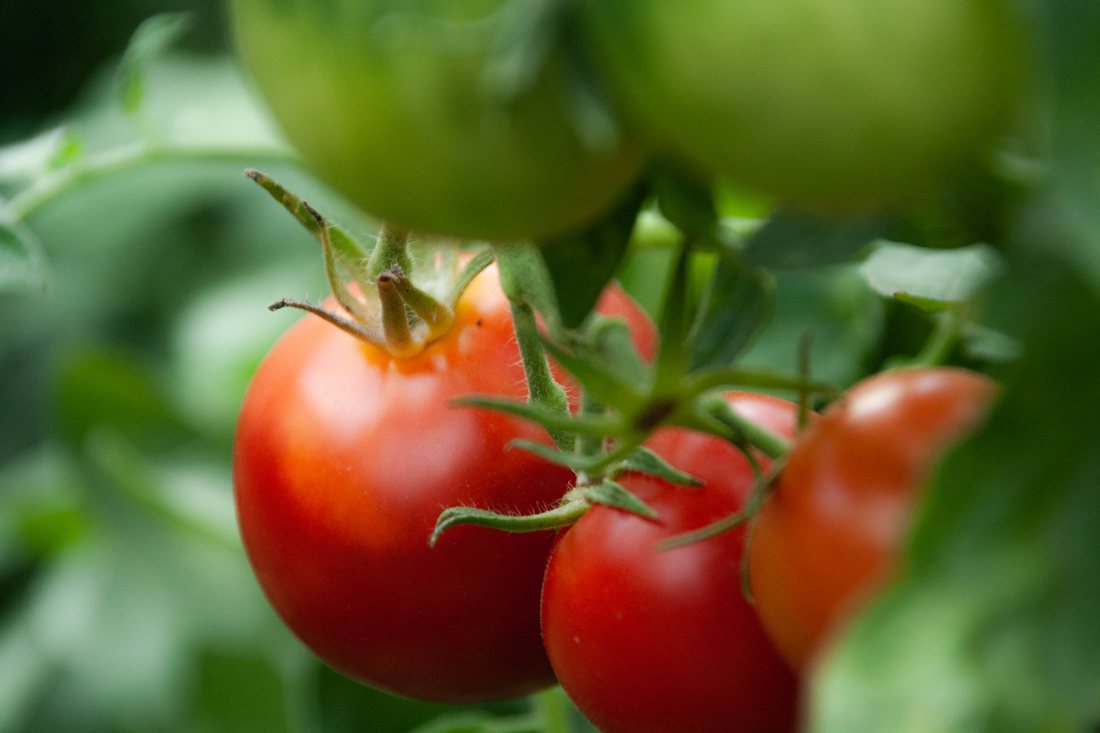 Cultivarea tomatelor in sere si solarii