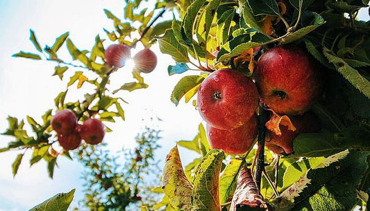 Soiuri de mar si par produse si cultivate in Romania
