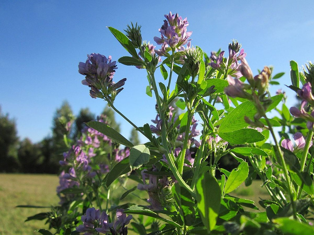 Tehnologia de cultura a lucernei (Medicago sativa)