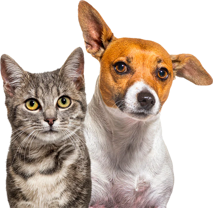 Pet Shop/Hrana Animale de companie/Hrana Pisici