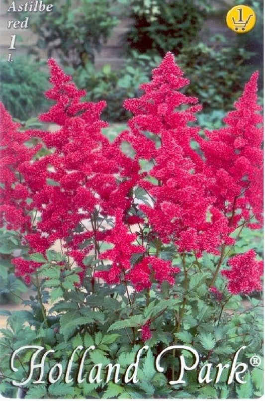 bulb-de-astilbe-rosu-1-bulb-holland-park