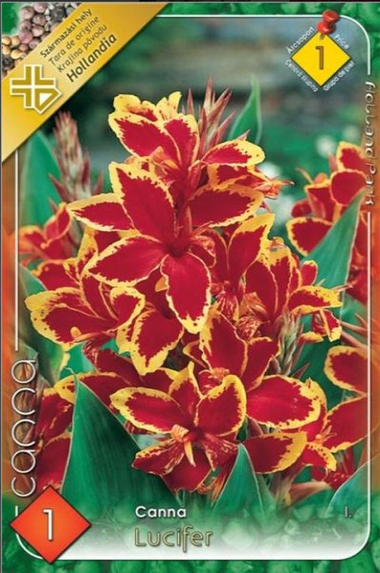 bulb-de-canna-indica-lucifer-1-bulb-holland-park