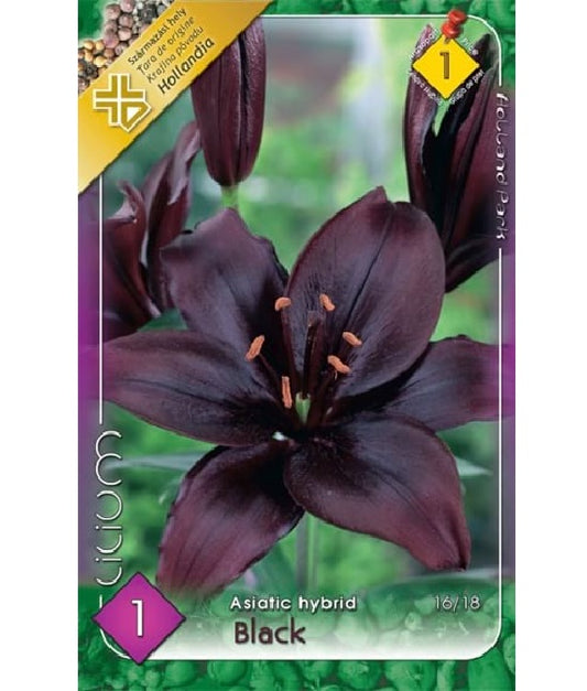 Bulb de crin asiatic - Black (1 bulb), Holland Park
