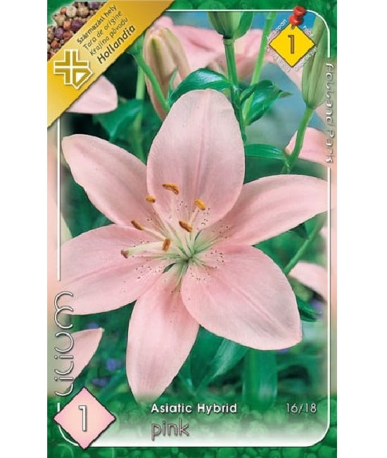 Bulb de crin asiatic - Pink (1 bulb), Holland Park