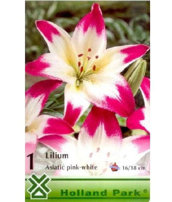 Bulb de crin asiatic - Pink/White (1 bulb), Holland Park
