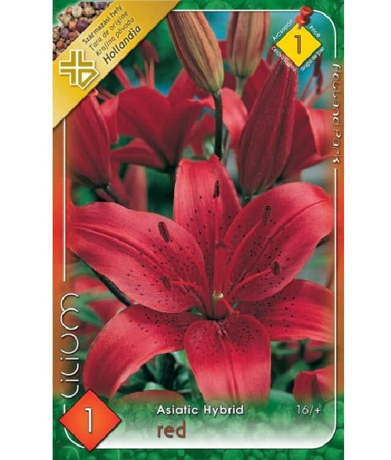 Bulb de crin asiatic - Red (1 bulb), Holland Park
