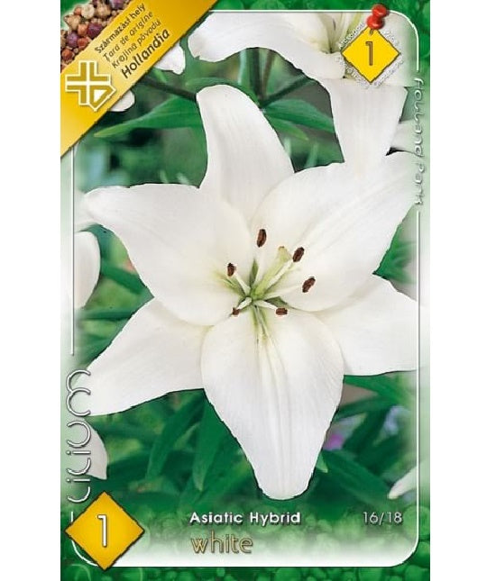 Bulb de crin asiatic - White (1 bulb), Holland Park