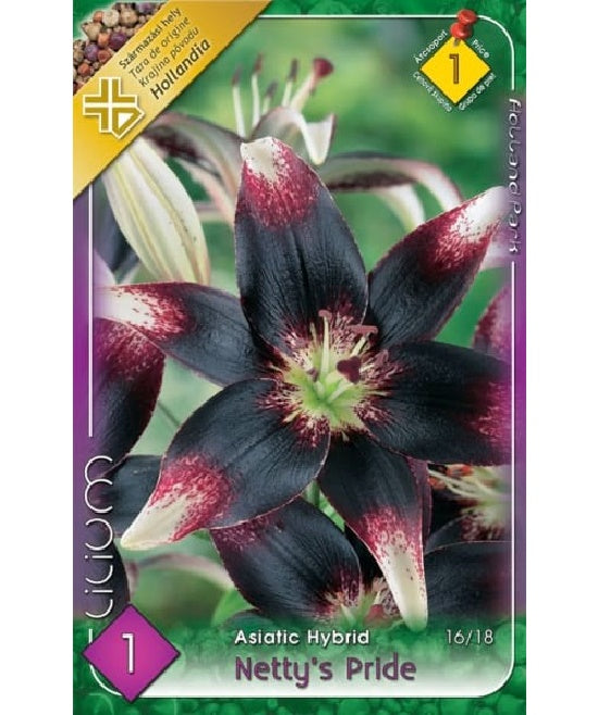 Bulb de crin Netty's Pride (1 bulb), Holland Park