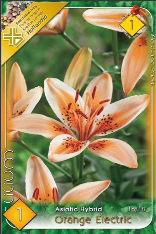 bulb-de-crin-orange-electric-1-bulb-holland-park