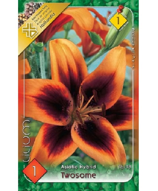 Bulb de crin Twosome (1 bulb), Holland Park