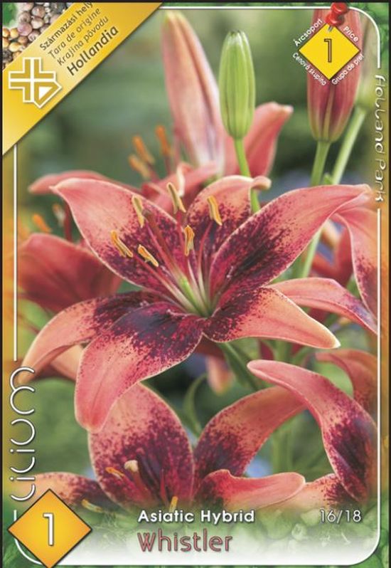 bulb-de-crin-whistler-1-bulb-holland-park