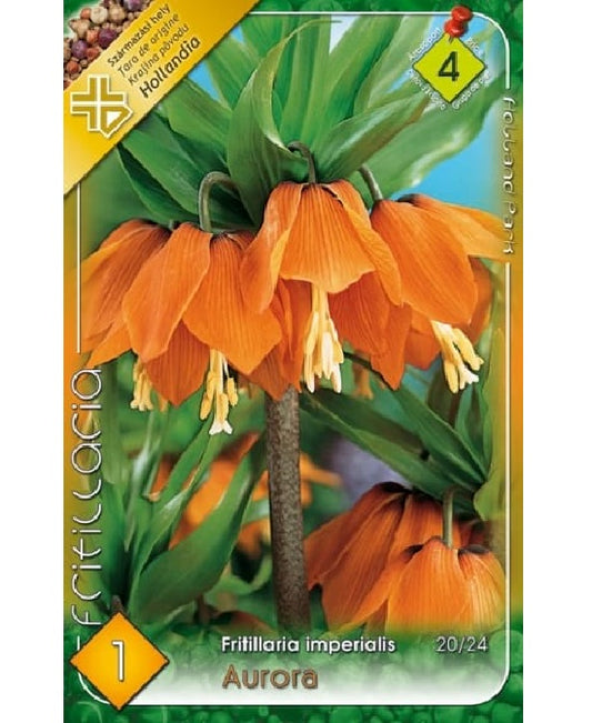 Bulb de lalea imperiala Fritillaria imperialis Aurora (1 bulb), Holland Park