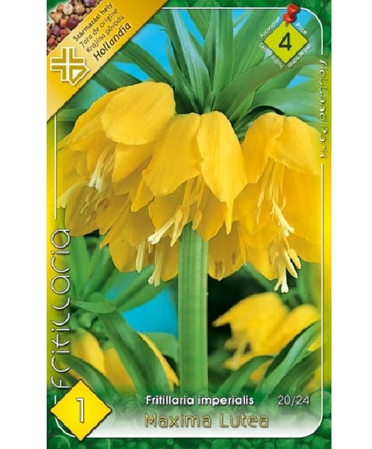 Bulb de lalea imperiala Fritillaria imperialis Maxima lutea (1 bulb), Holland Park