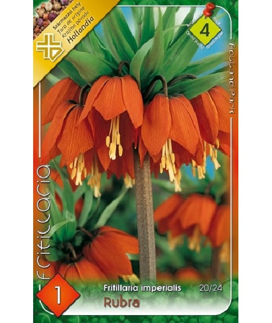 Bulb de lalea imperiala Fritillaria imperialis Rubra (1 bulb), Holland Park