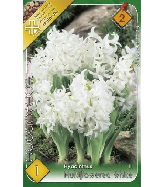 Bulb de zambile multiflore - alb (1 bulb), Holland Park