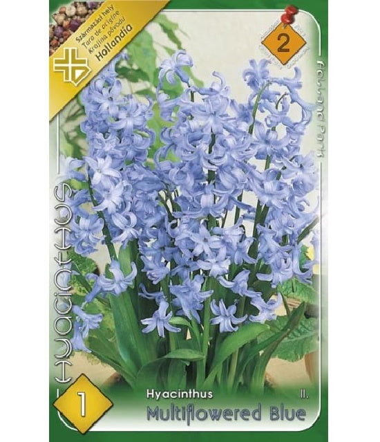 Bulb de zambile multiflore - albastru (1 bulb), Holland Park