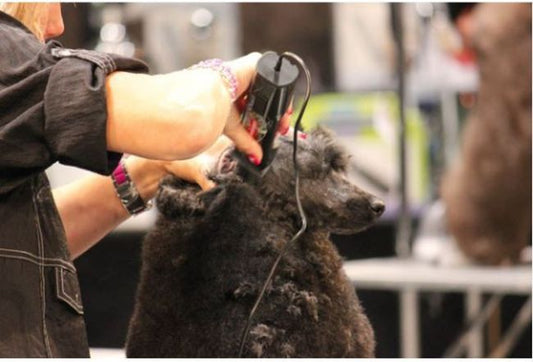 Masina tuns animale Saphire Cord, EF 154410