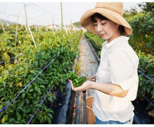 Pachet sistem de irigare cu banda pentru cultura ardei (500 m²), Hydrosystems
