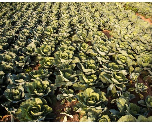 Pachet sistem de irigare cu banda pentru cultura varza (500 m²), Hydrosystems