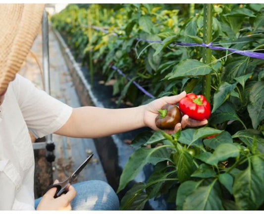 Pachet sistem de irigare cu tub pentru cultura ardei (500 m²), Hydrosystems