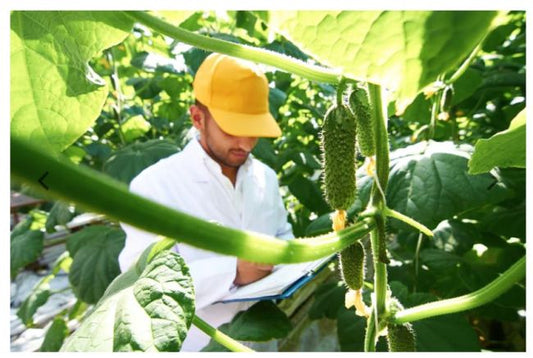 Pachet sistem de irigare cu tub pentru cultura castraveti (500 m²), Hydrosystems