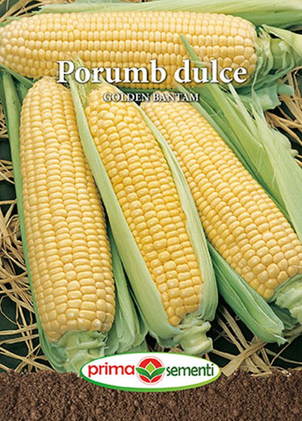 Seminte porumb zaharat (dulce) Golden Bantam, Prima Sementi
