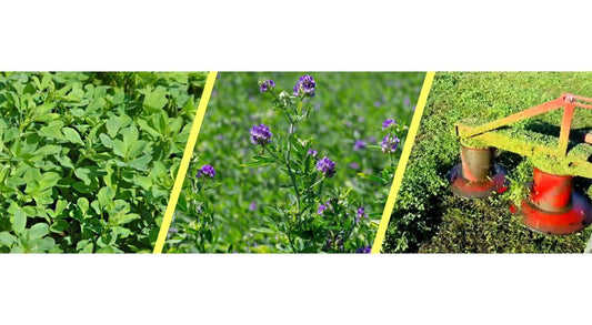 samanta-lucerna-pura--ezzelina-1-kg-prima-sementi