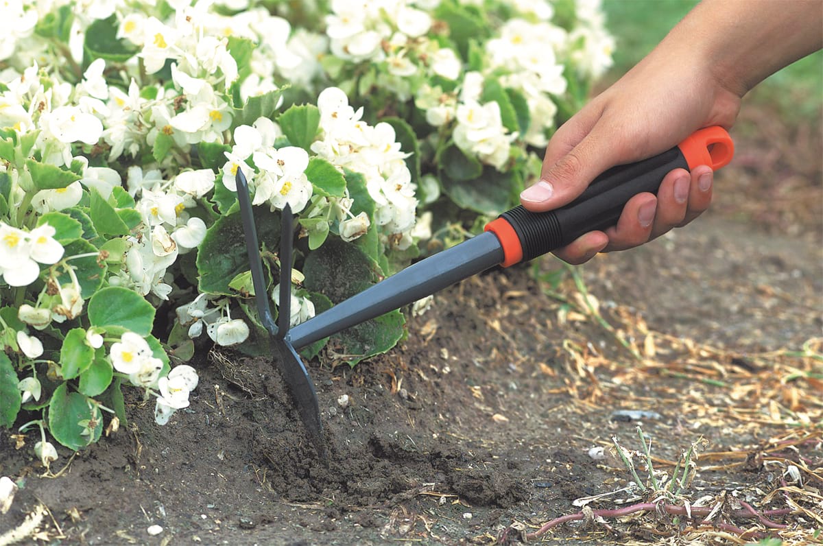 Sapaliga cu lama inima 2 colti, Stocker 2000