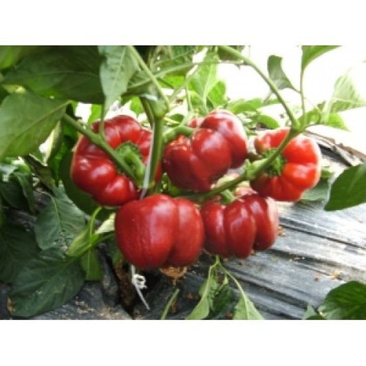 Seminte ardei gogosar Kabala F1 (500 seminte), Syngenta