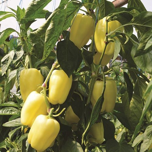 Seminte ardei gras Barbie F1 (500 seminte), Syngenta