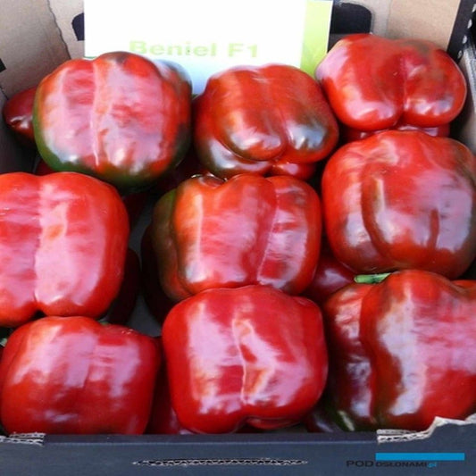 Seminte ardei gras Beniel F1 (500 seminte), Syngenta