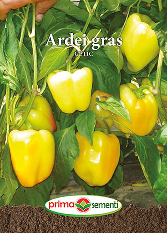 Seminte ardei gras Getic (1 g), Prima Sementi