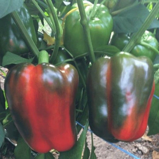 Seminte ardei gras rosu Olmo F1 (250 seminte), Semillas Fito 