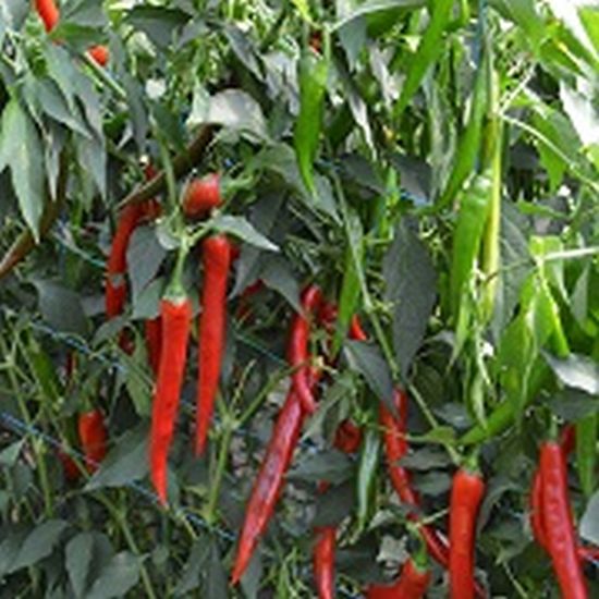 Seminte ardei iute Sahem F1 (500 seminte), Syngenta