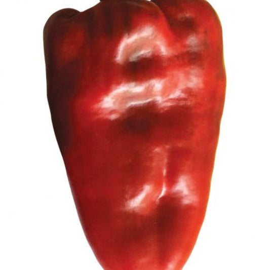 Seminte ardei Kapia Fan F1 ( 250 seminte), Semillas Fito 