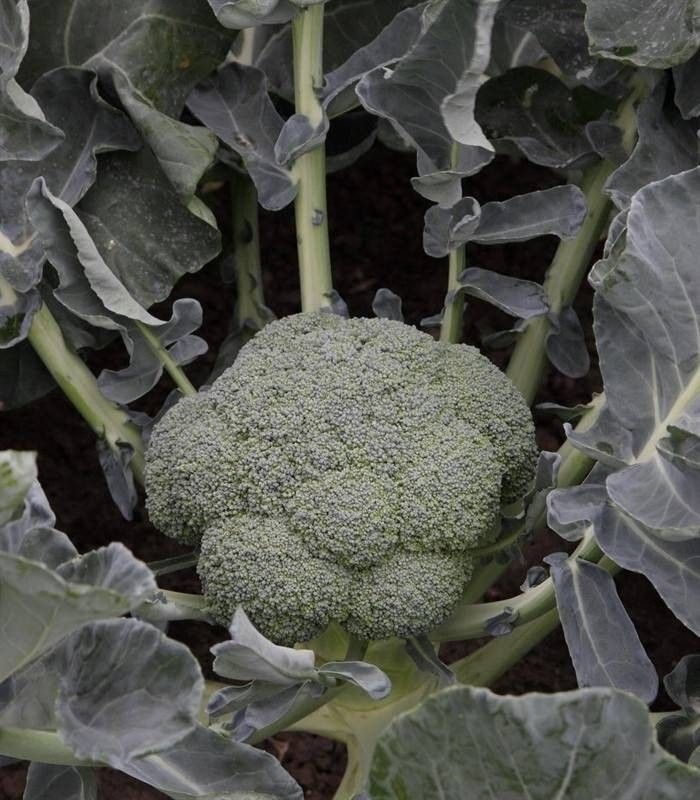 Seminte broccoli Batory F1 (2500 seminte), Syngenta