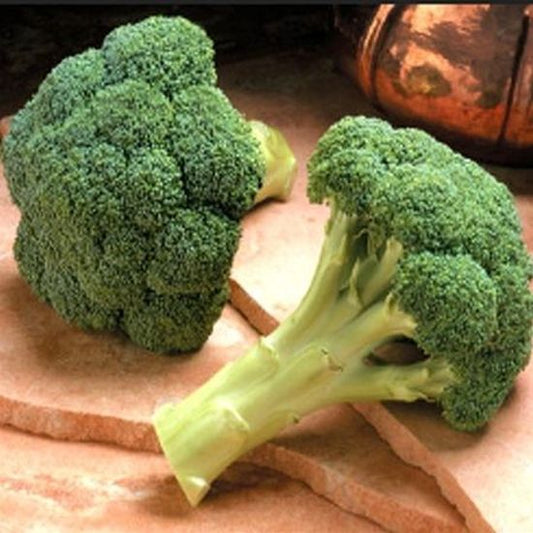 Seminte broccoli Monaco F1 (2500 seminte), Syngenta